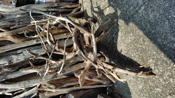 大型の流木が大量に入荷しました！
